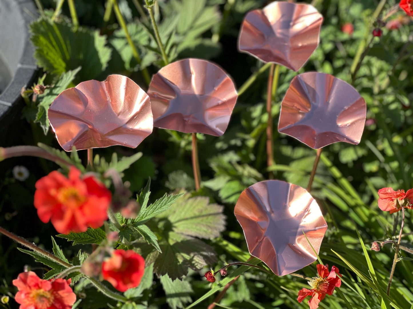 5 x Copper Bee Drinker Bundle