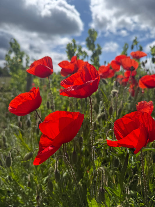 Poppy Flanders Red