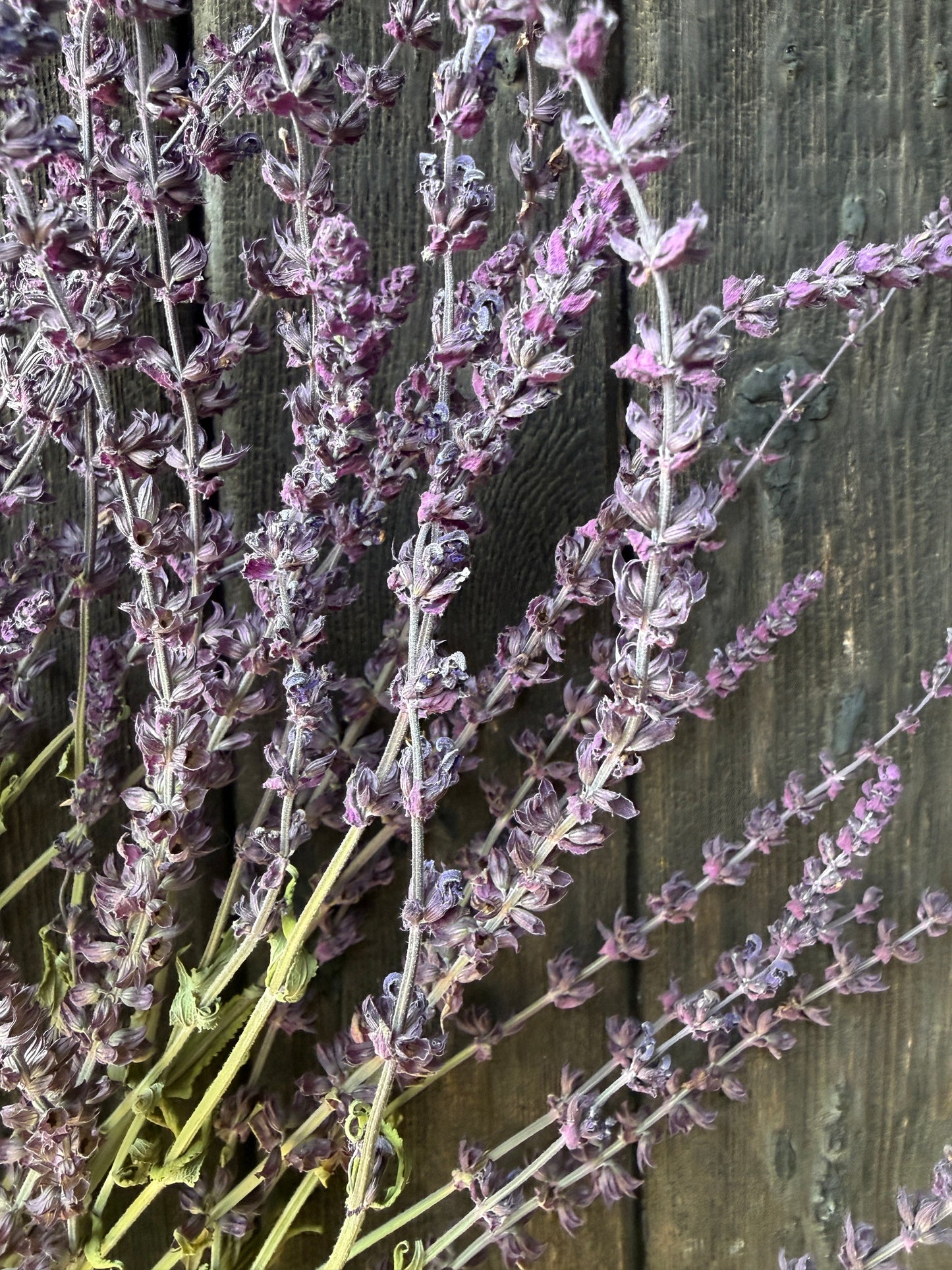 Salvia Violet Queen Dried
