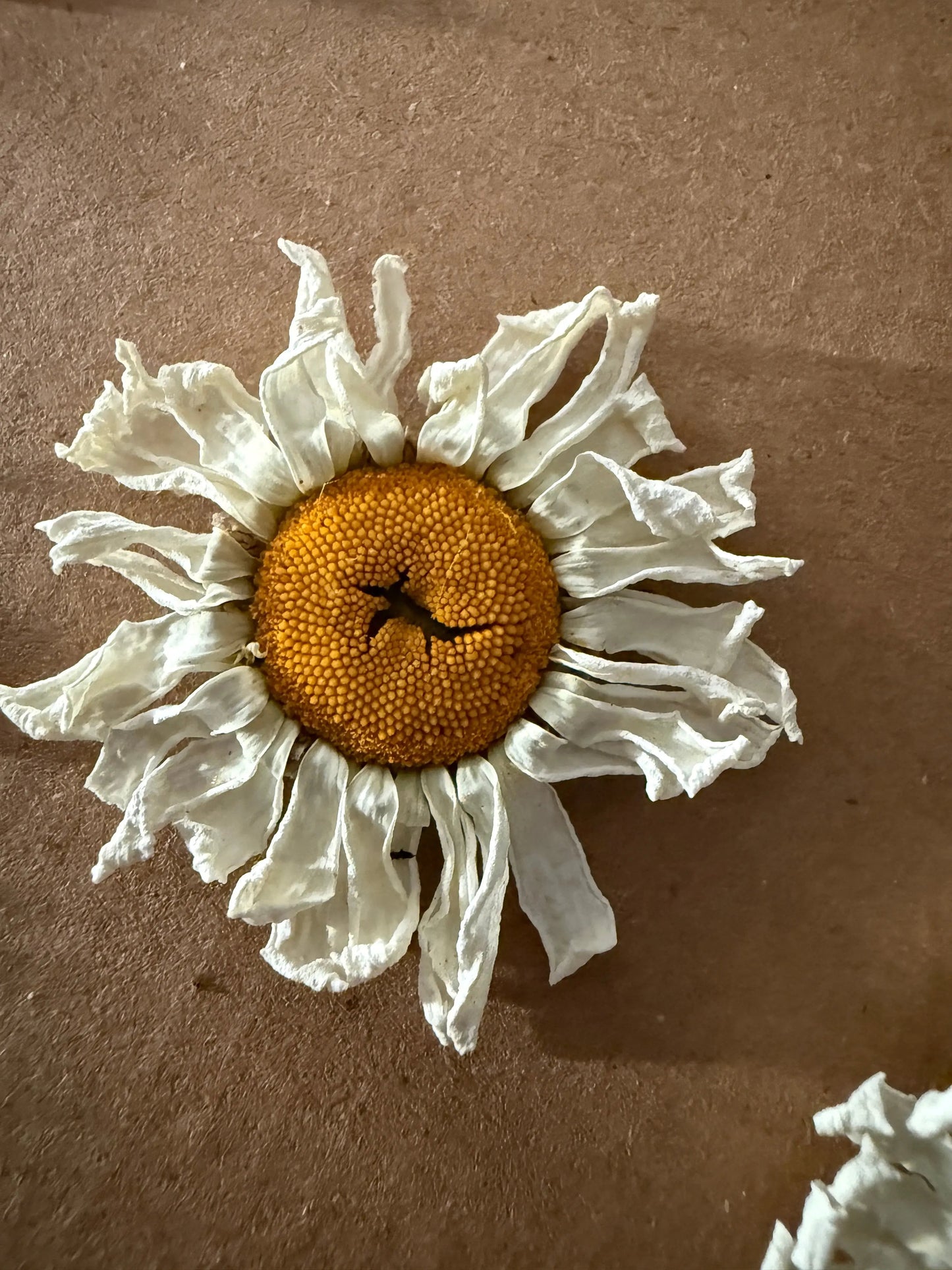 Oxeye Daisies Dried