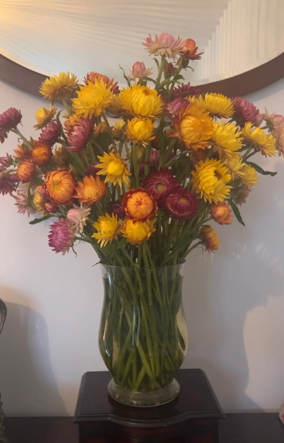 Strawflower Swiss Giant Mix