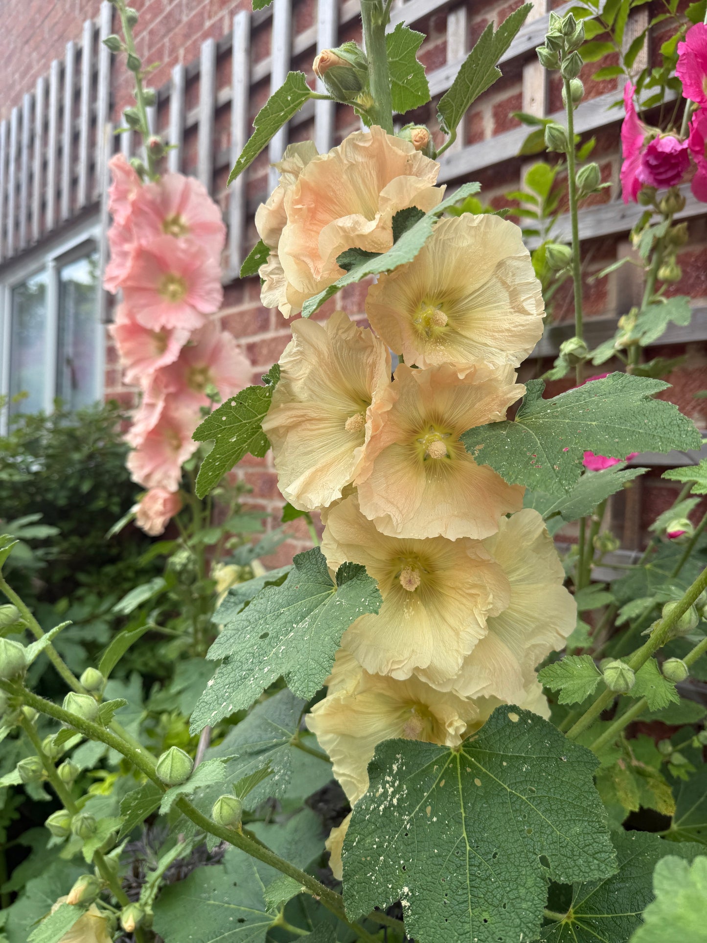 Hollyhock Bishy Barnabee Mix