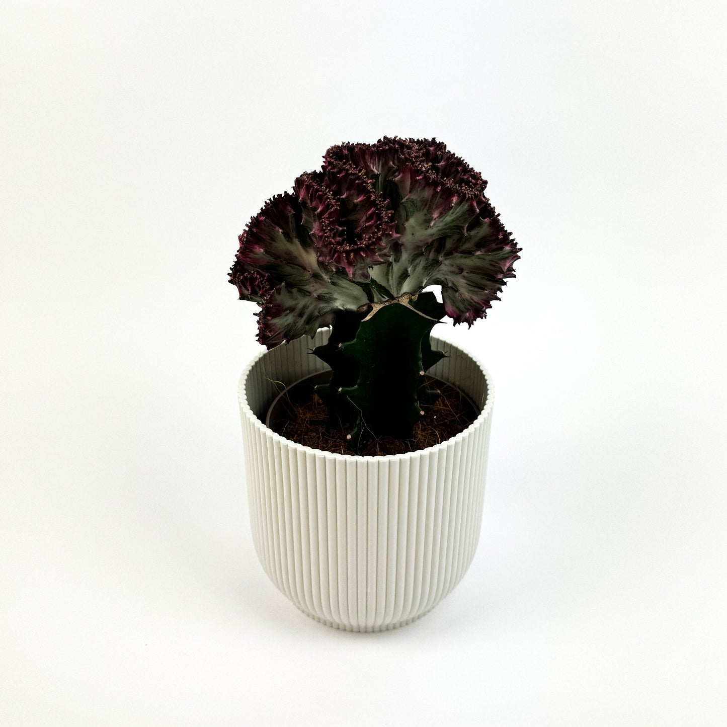 Euphorbia Lactea Cristata Houseplant - Pink - Woodmeadow Garden Centre