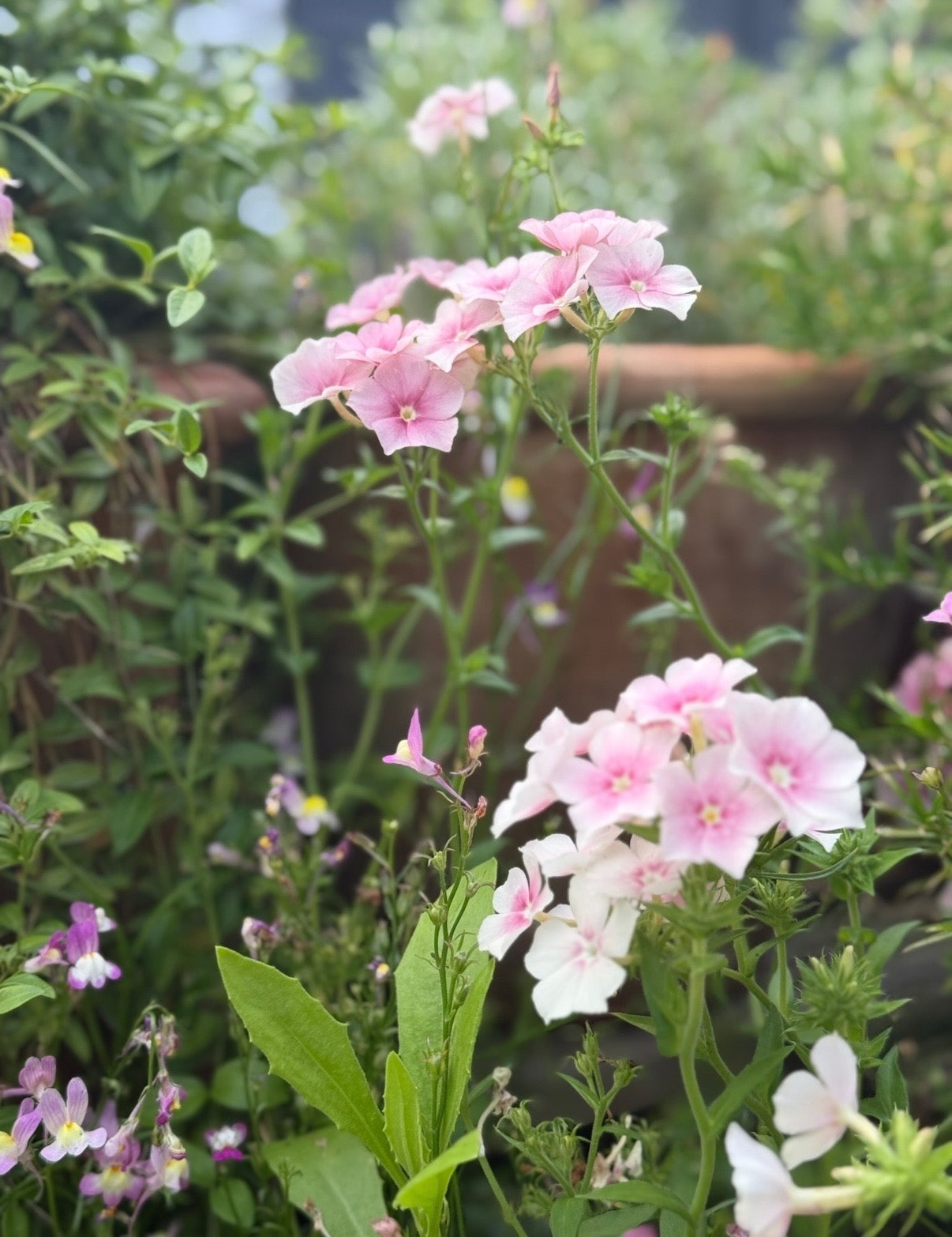 Phlox Blushing Bride