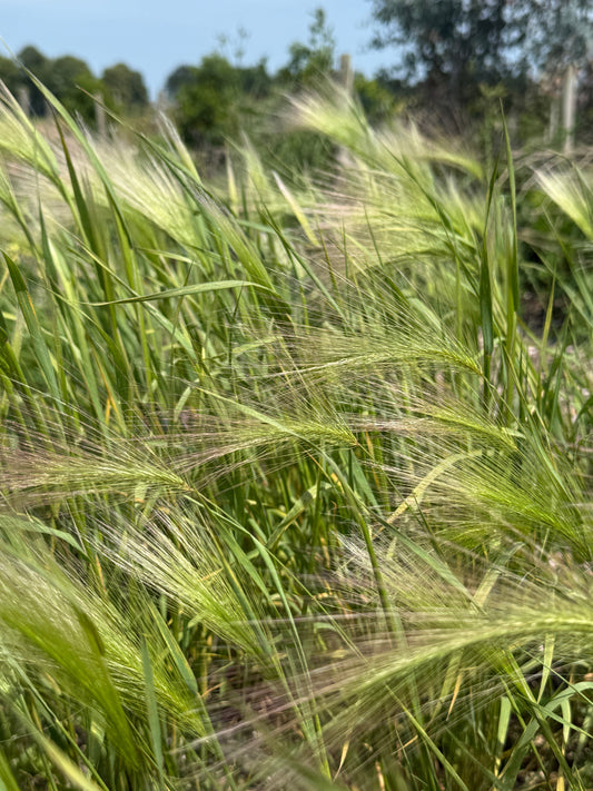 Foxtail Barley (Hordeum Jubatum)