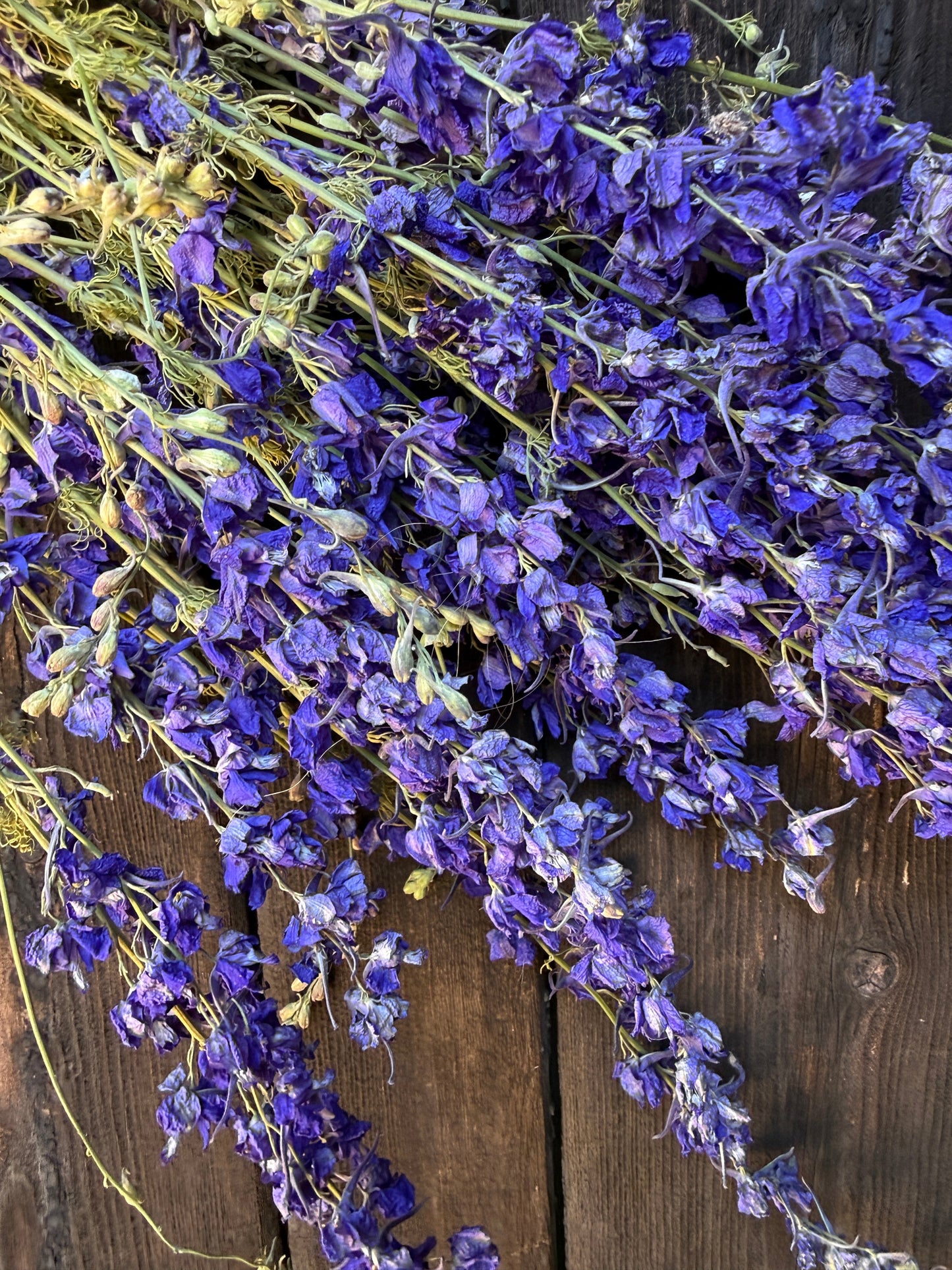 Larkspur Dried | Purple or Mixed | Norfolk Cottage
