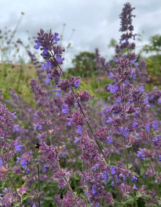 Nepeta Mussinii - Catmint
