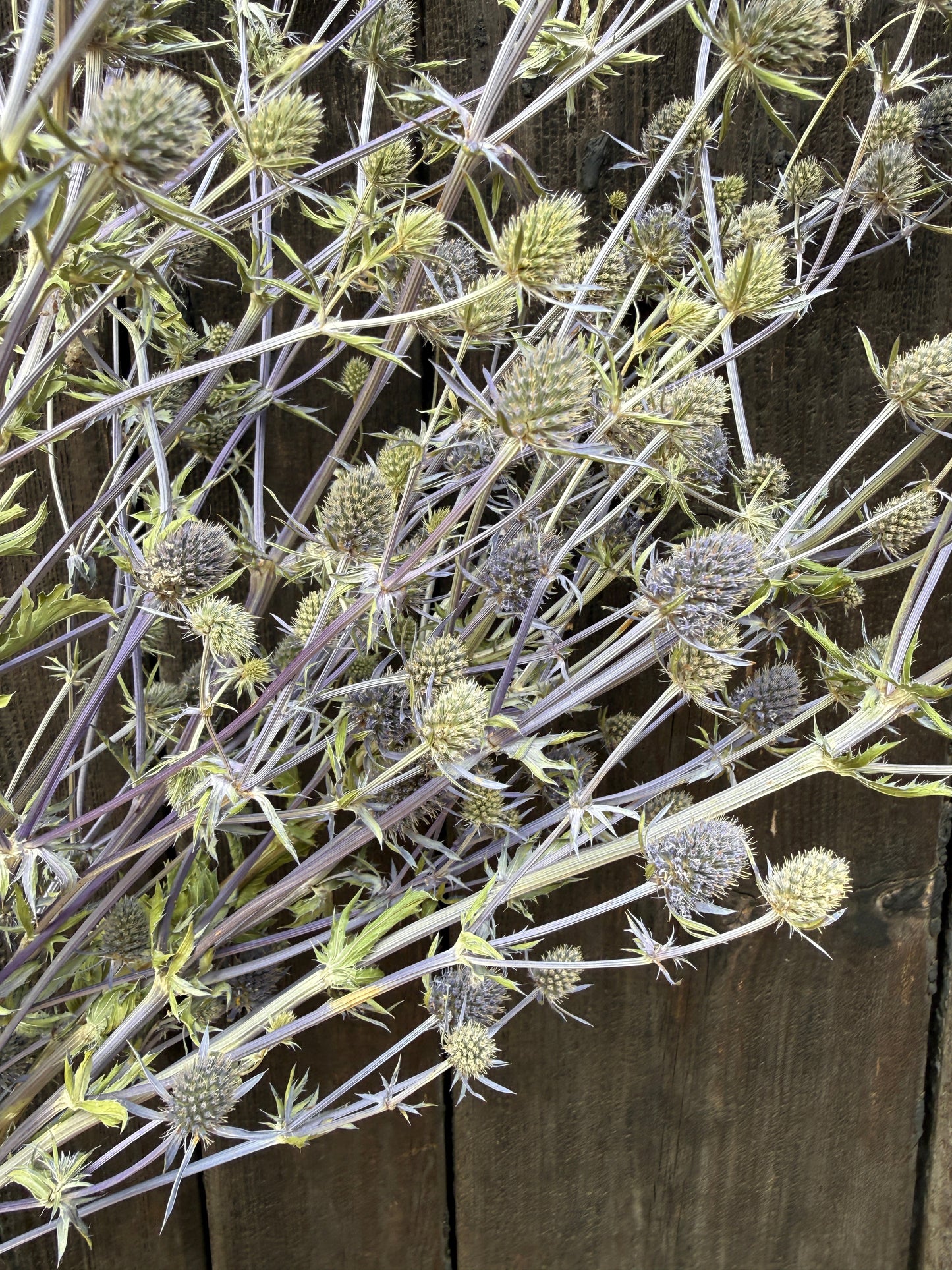 Eryngium (Sea Holly) Dried