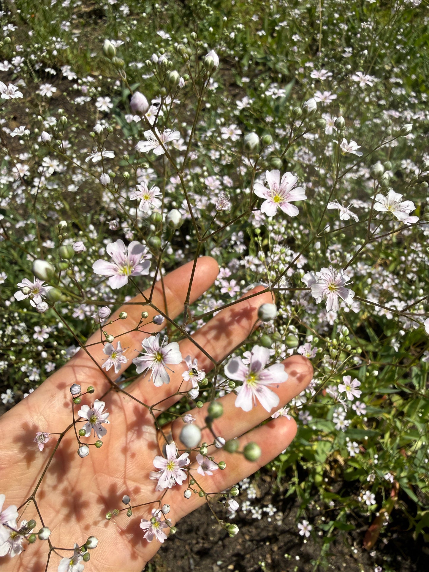 Gypsophila Pink