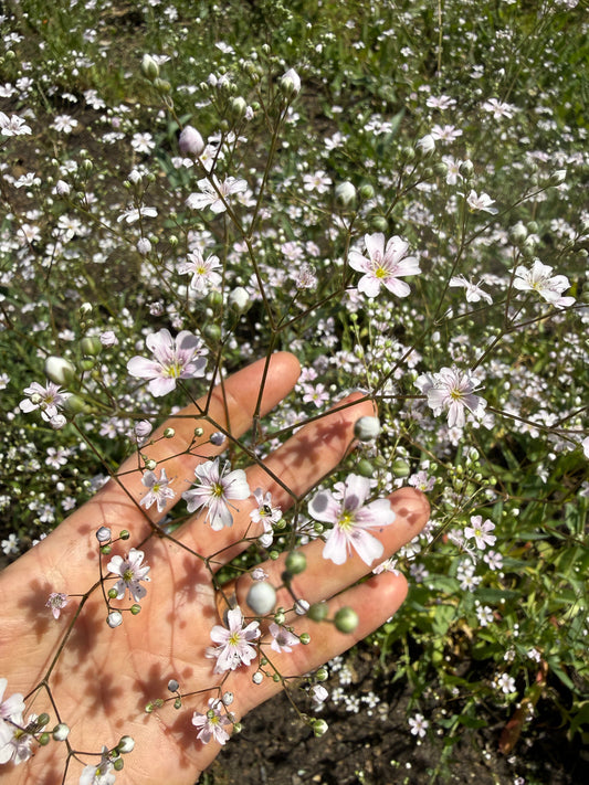 Gypsophila Pink