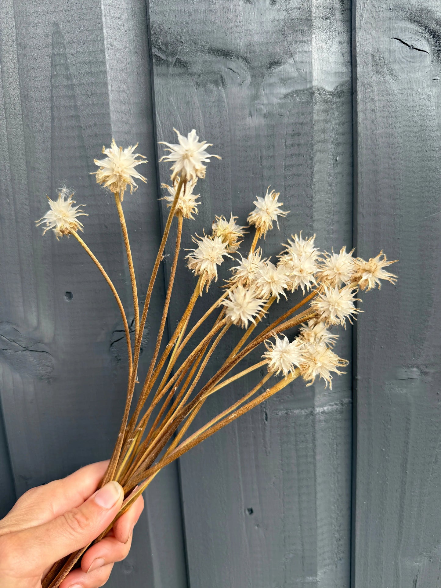 Scabious Stellata Stars Dried