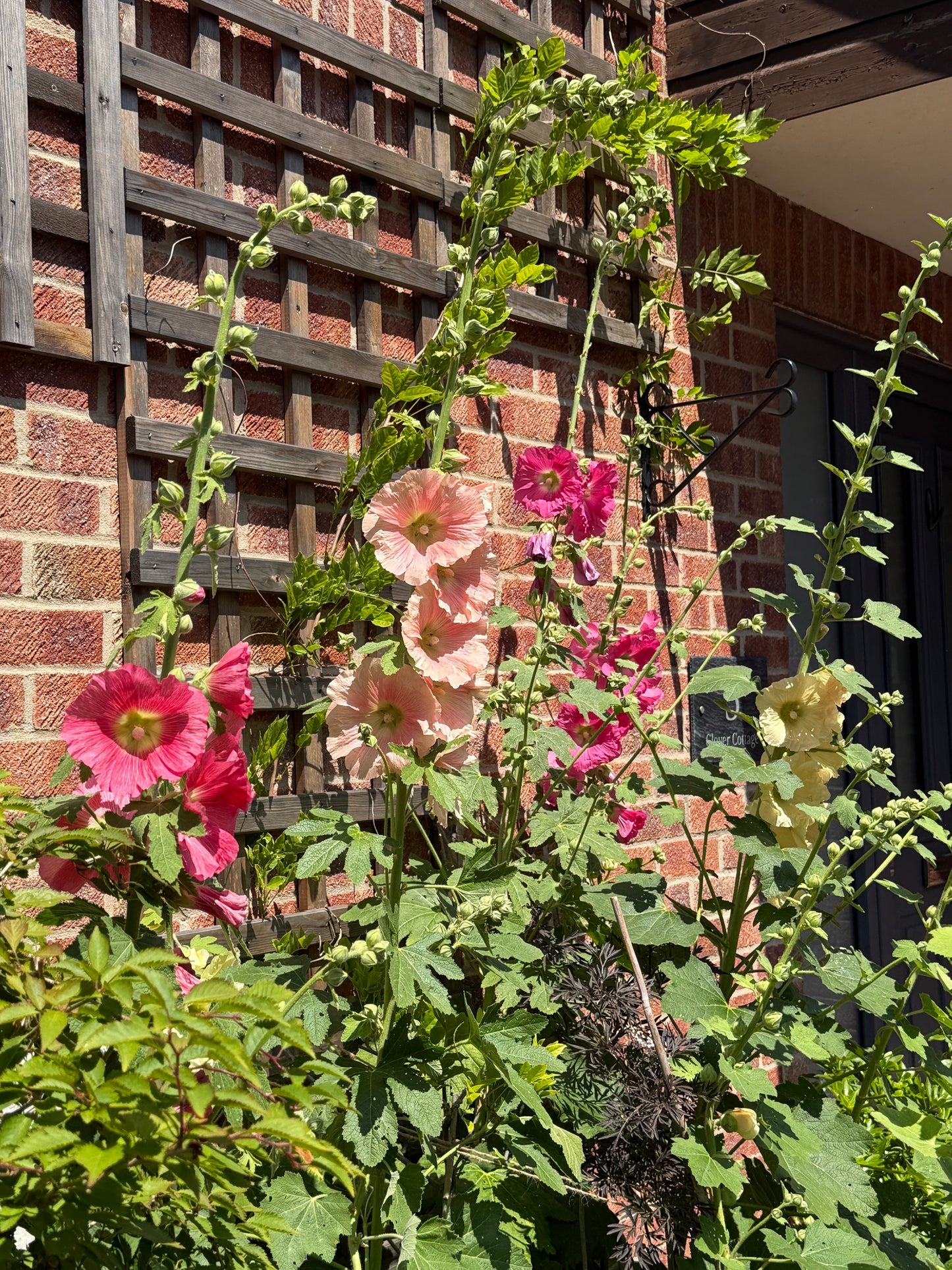 Hollyhock Bishy Barnabee Mix
