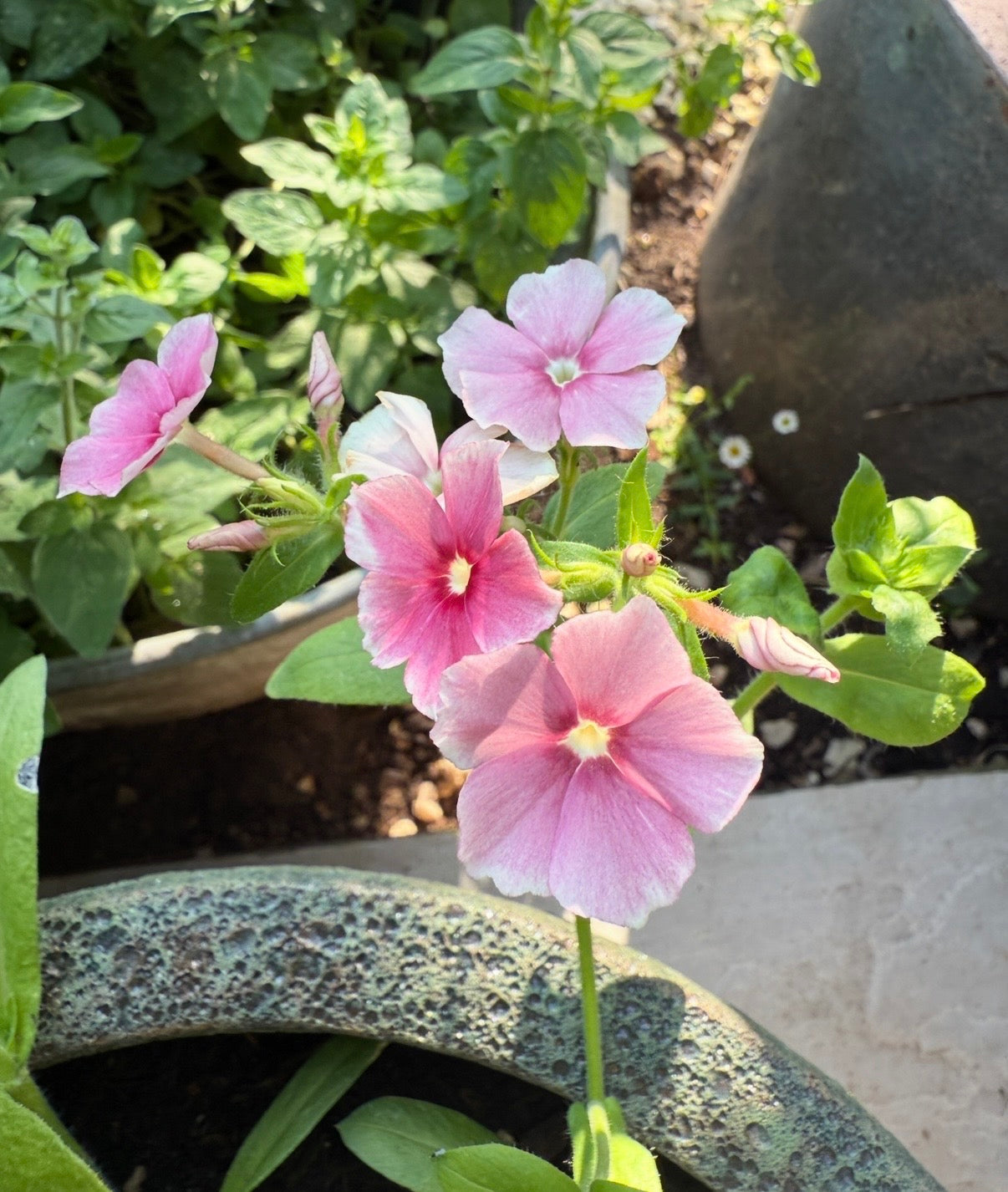 Phlox Blushing Bride