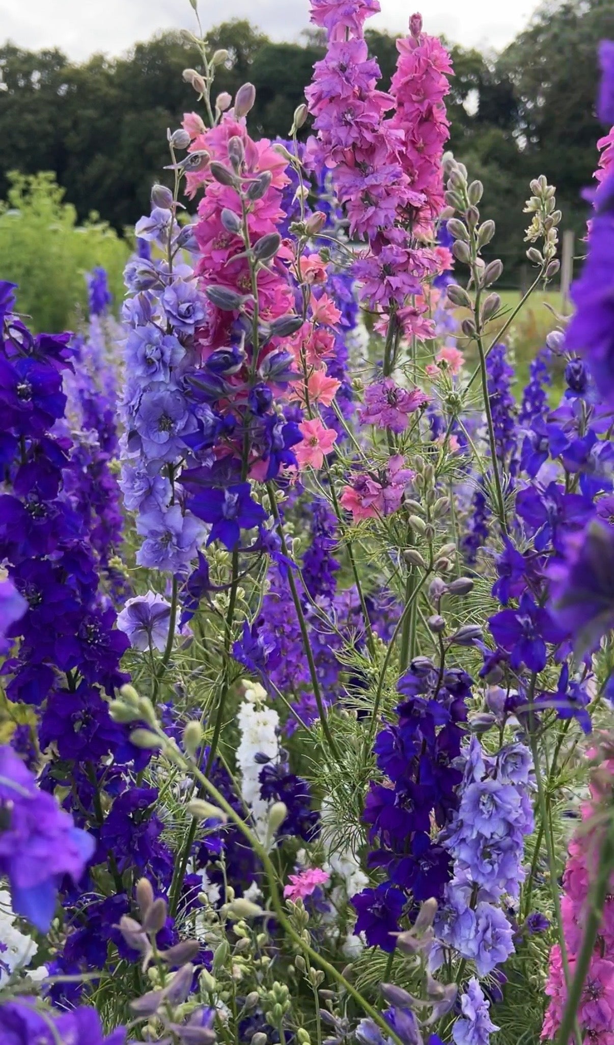 Larkspur Giant Imperial Mix