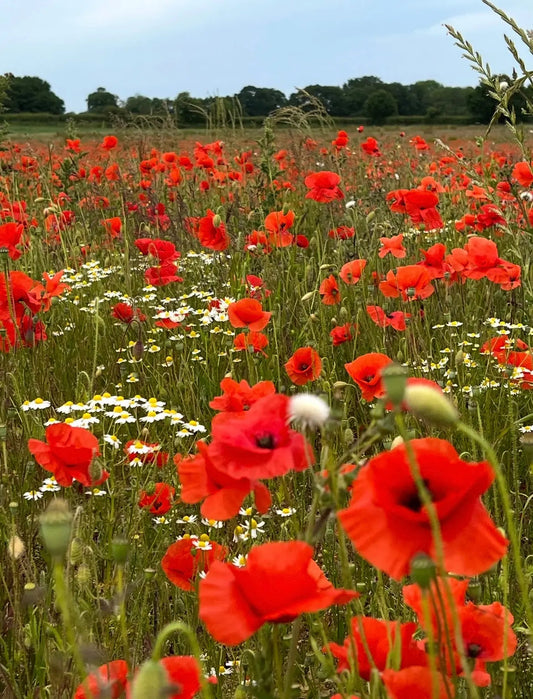 Poppy Flanders Red
