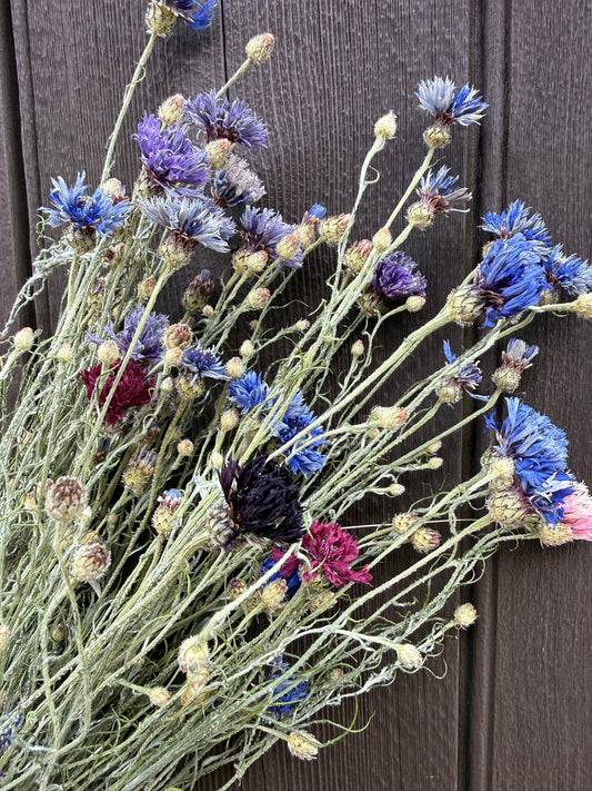 Cornflower Dried Flowers | Norfolk Meadow Bunch