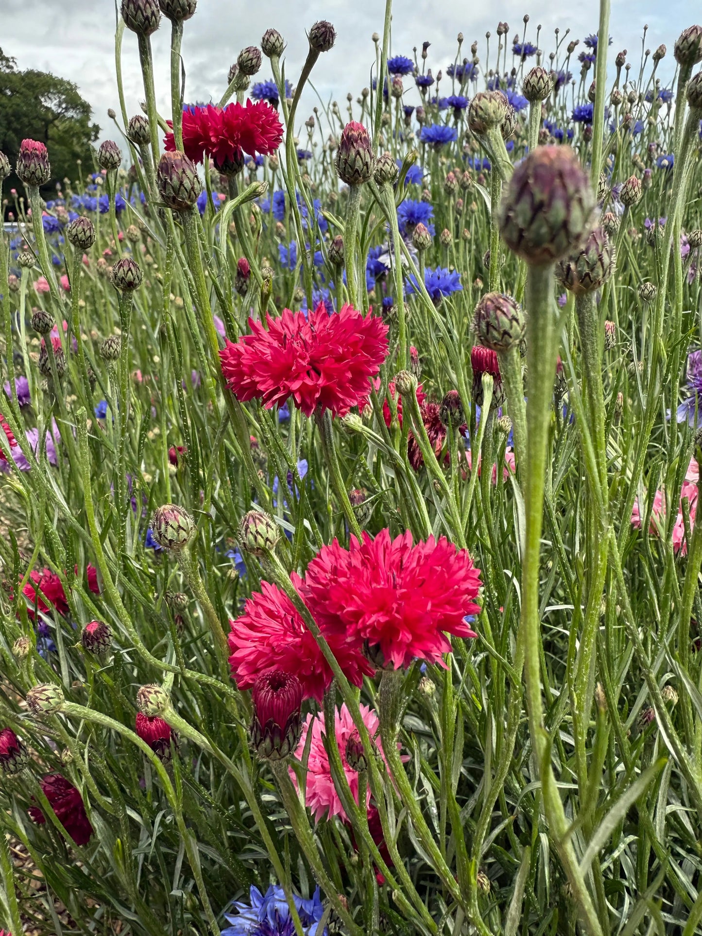 Cornflower Red Boy