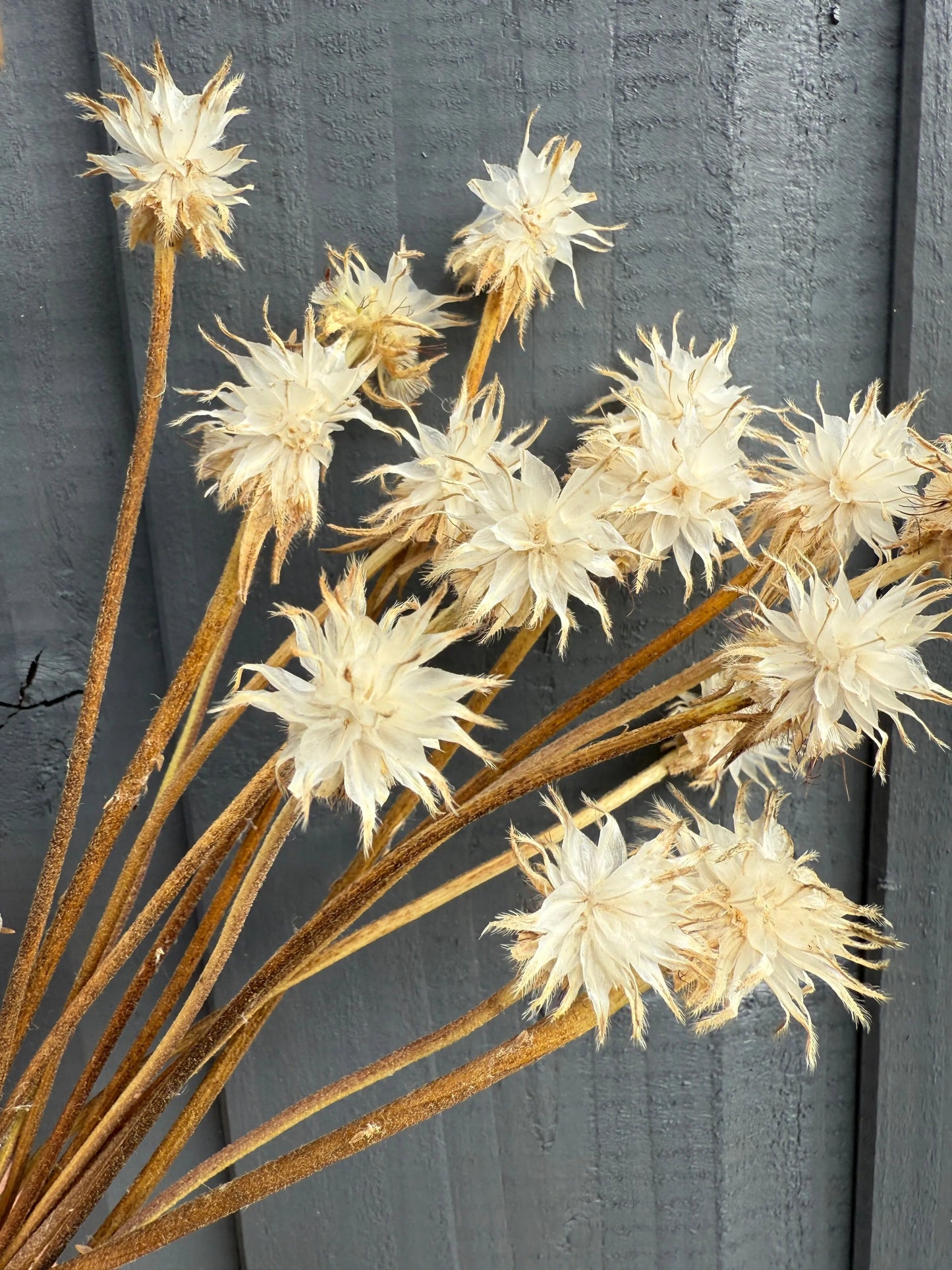 Scabious Stellata Stars Dried
