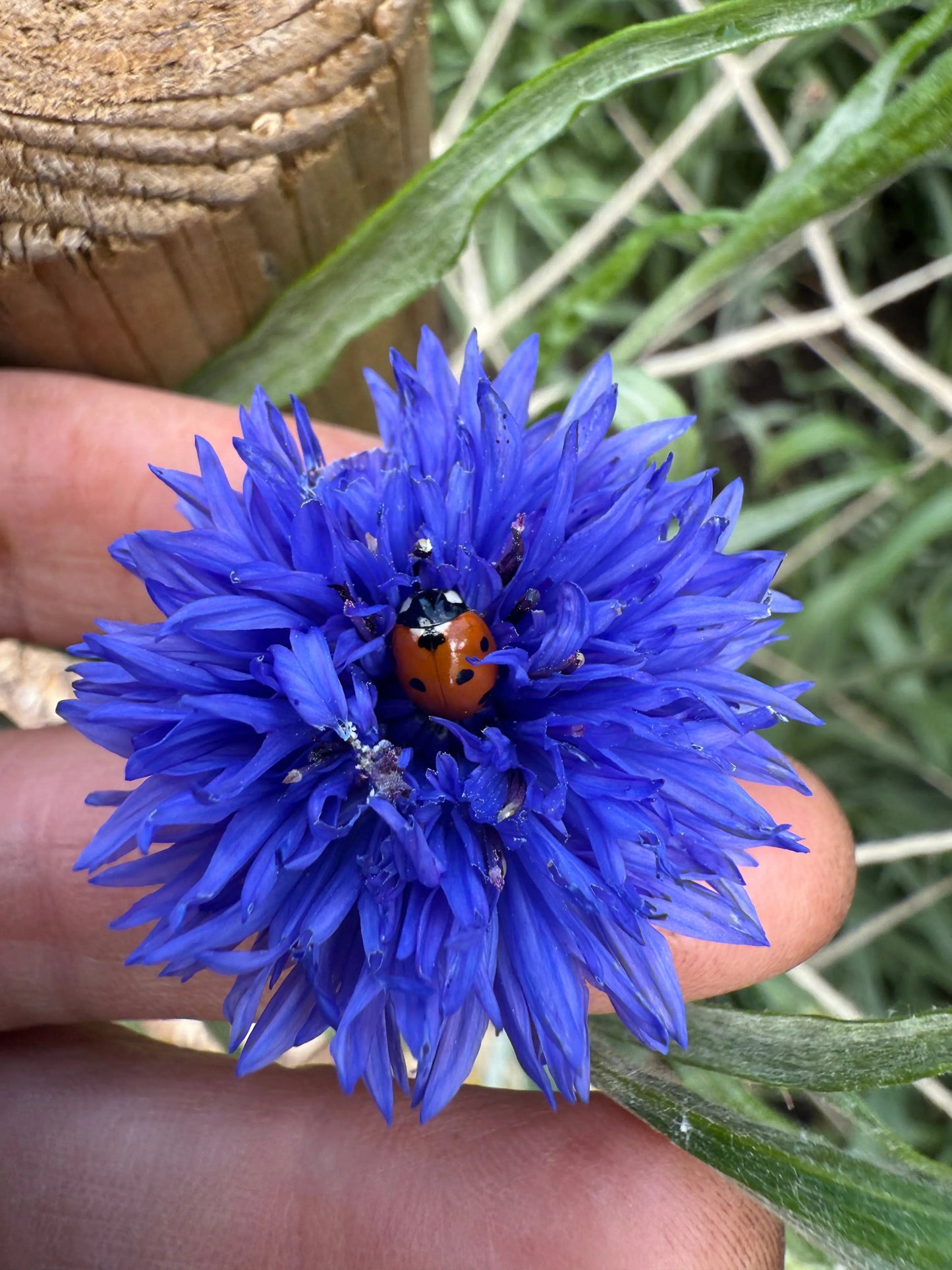 Cornflower Blue Ball