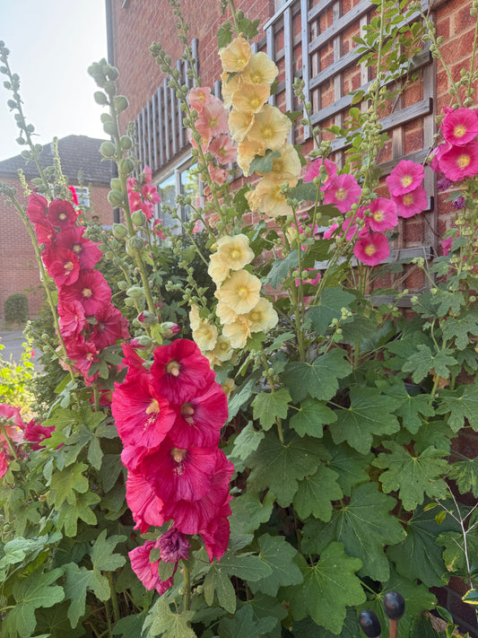 Hollyhock Bishy Barnabee Mix
