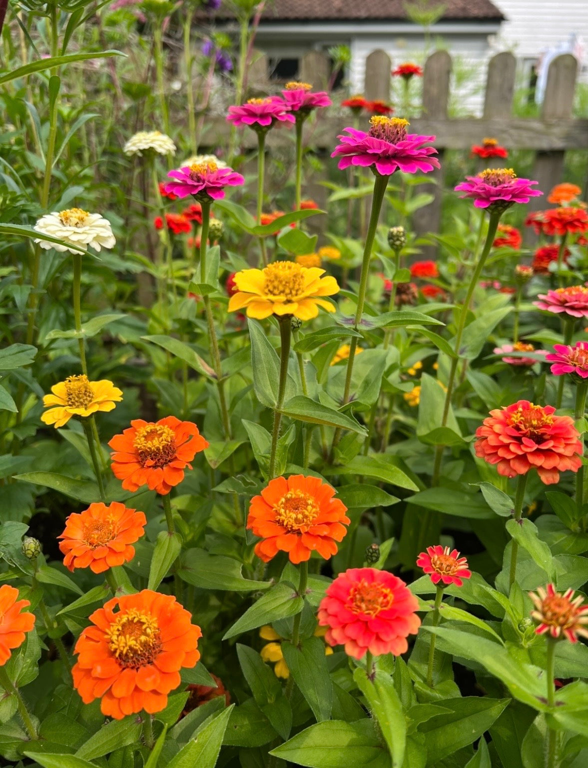 Zinnia Lilliput Mix