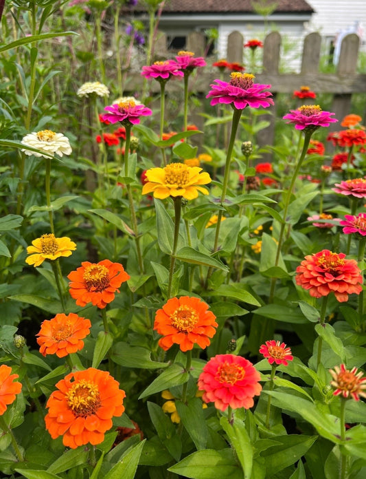 Zinnia Lilliput Mix
