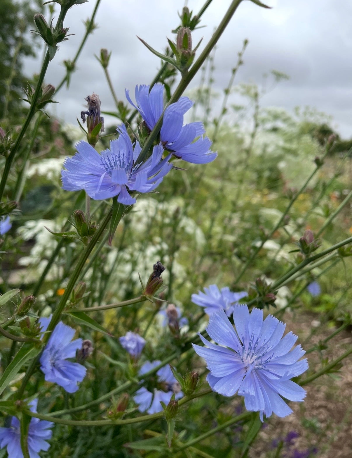 Chicory Wild