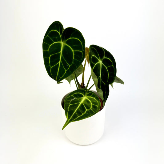 Anthurium Clarinervium Houseplant - Woodmeadow Garden Centre