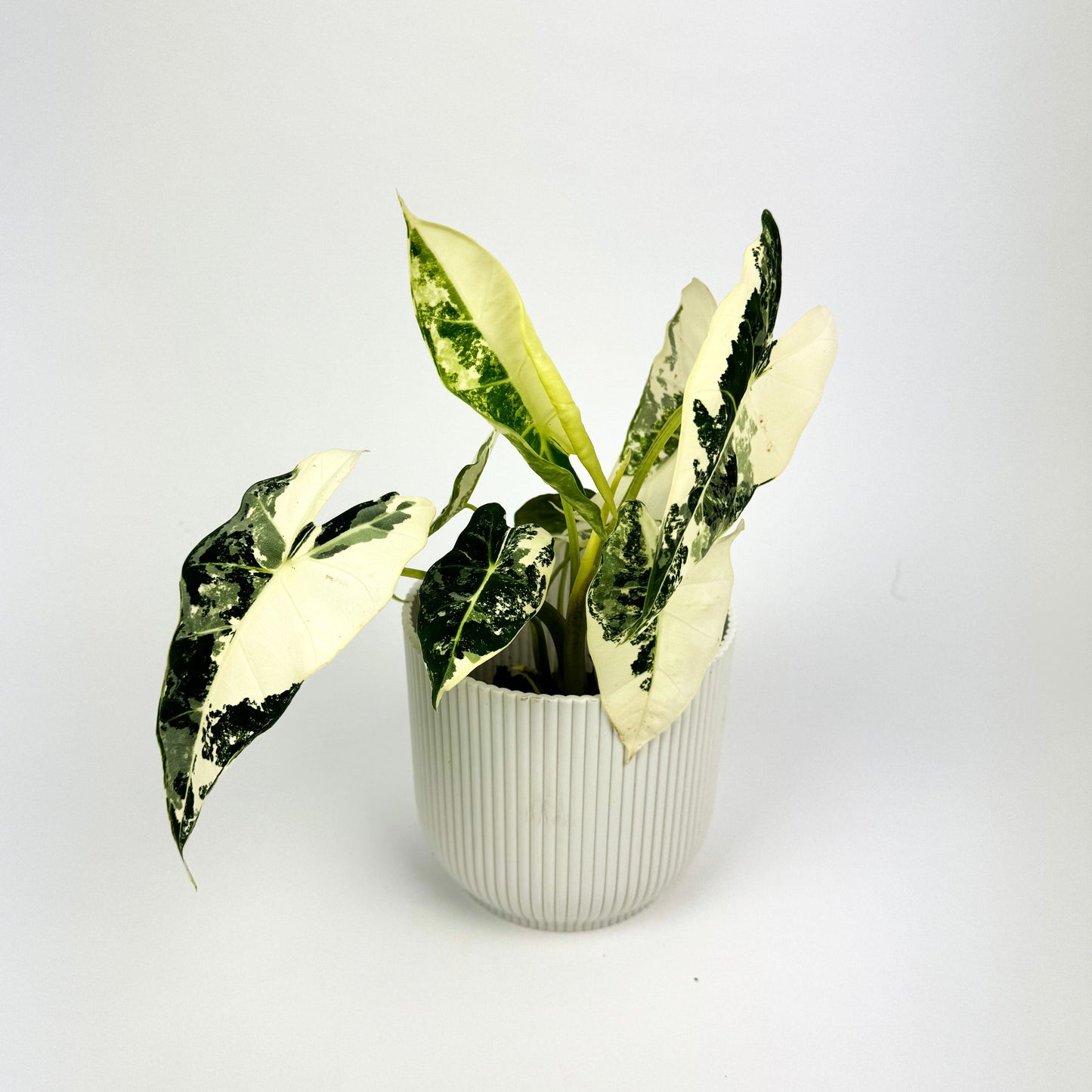 Alocasia frydek variegata 10.5cm Pot - Woodmeadow Garden Centre