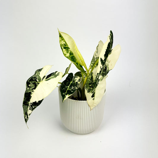 Alocasia frydek variegata 10.5cm Pot - Woodmeadow Garden Centre