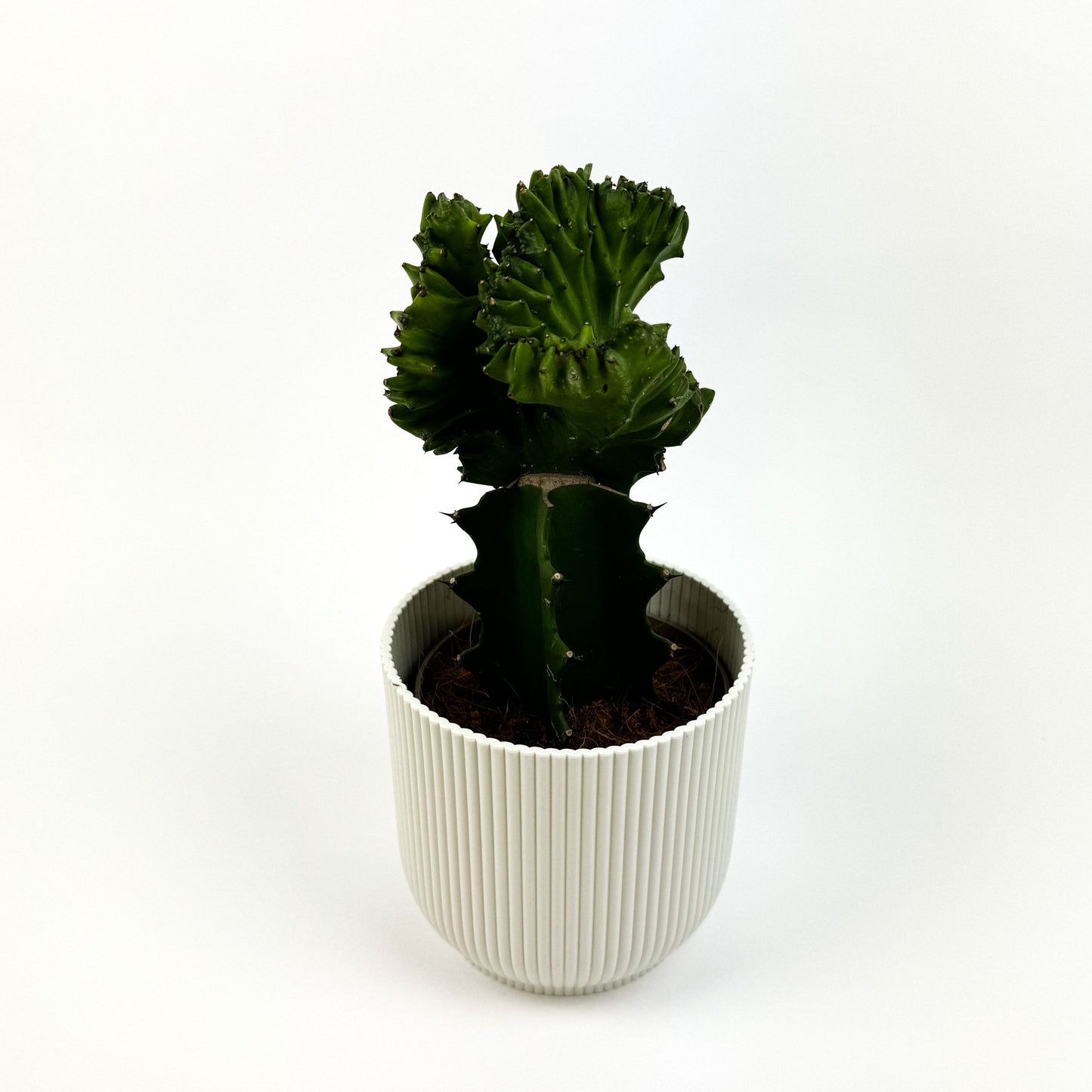 Euphorbia Lactea Cristata Houseplant - Green - Woodmeadow Garden Centre
