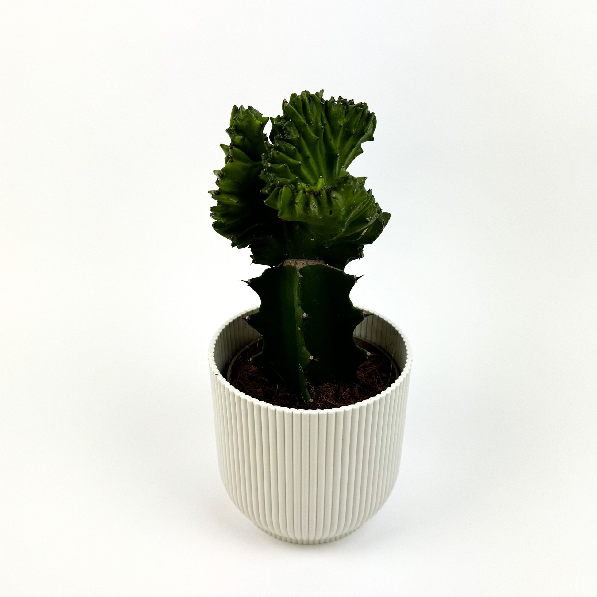 Euphorbia Lactea Cristata Houseplant - Green - Woodmeadow Garden Centre