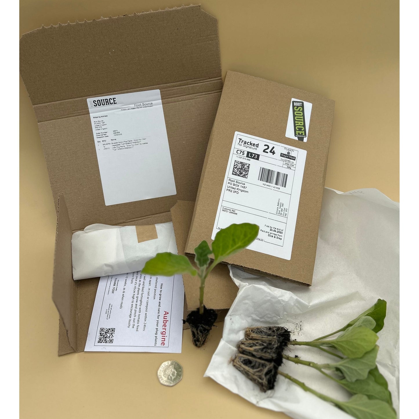 Golden Carrot Plug Plants - "Grow Your Own" Vegetables **Letterbox Friendly**