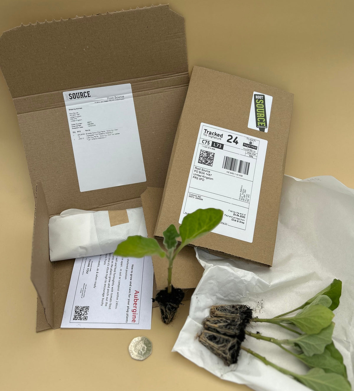 Cabbage Plug Plants MIXED PACK "Grow Your Own" Vegetables 'Ready to Plant Now' Young Vegetable Plants **Letterbox Friendly**