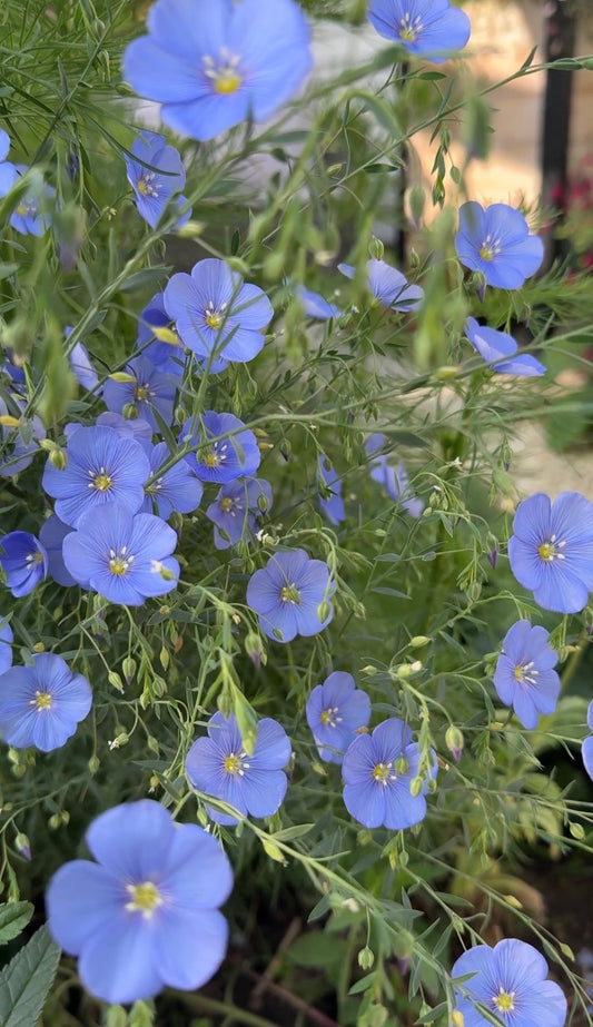 Linum Blue Flax
