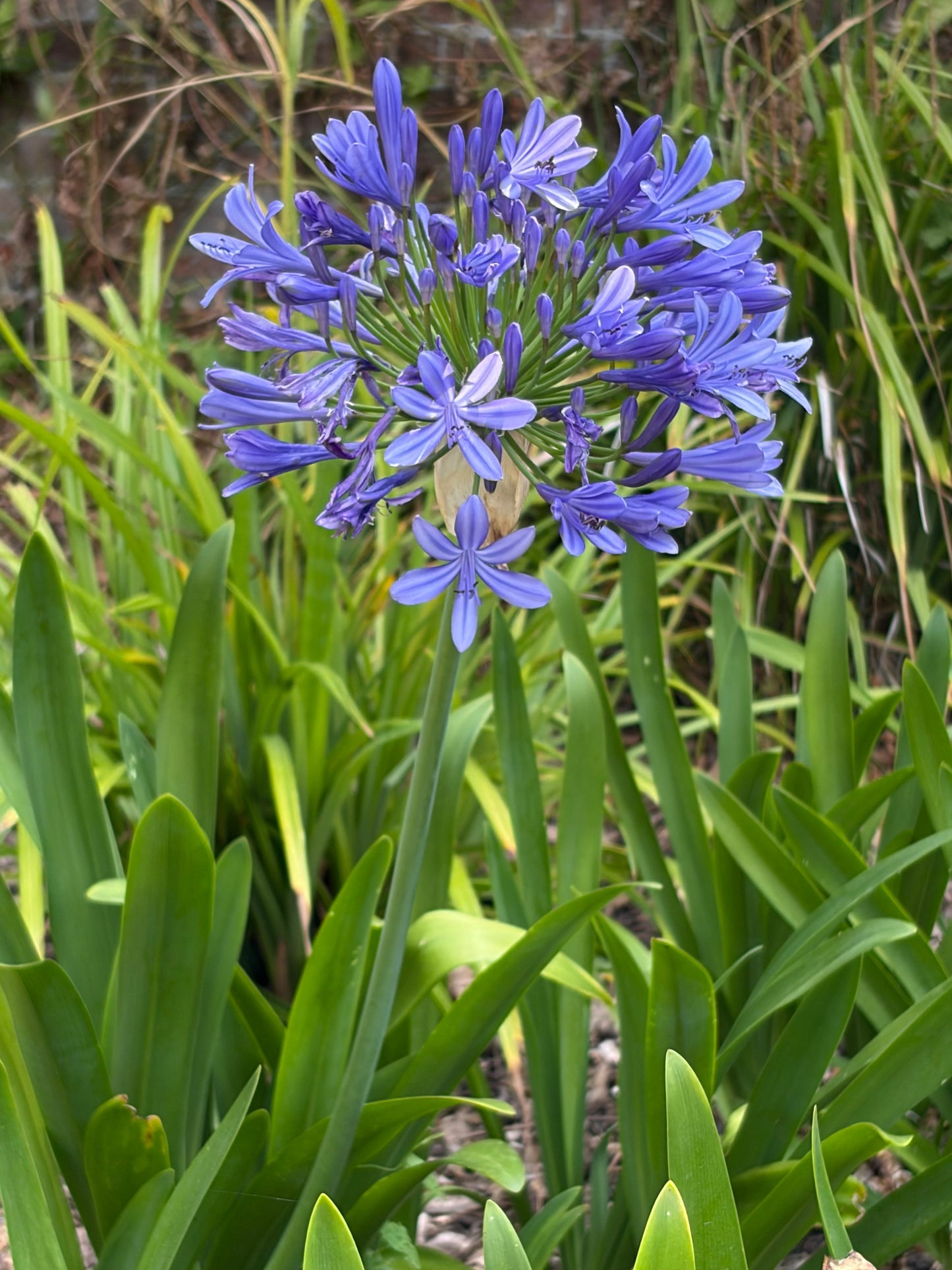 Agapanthus Big Blue