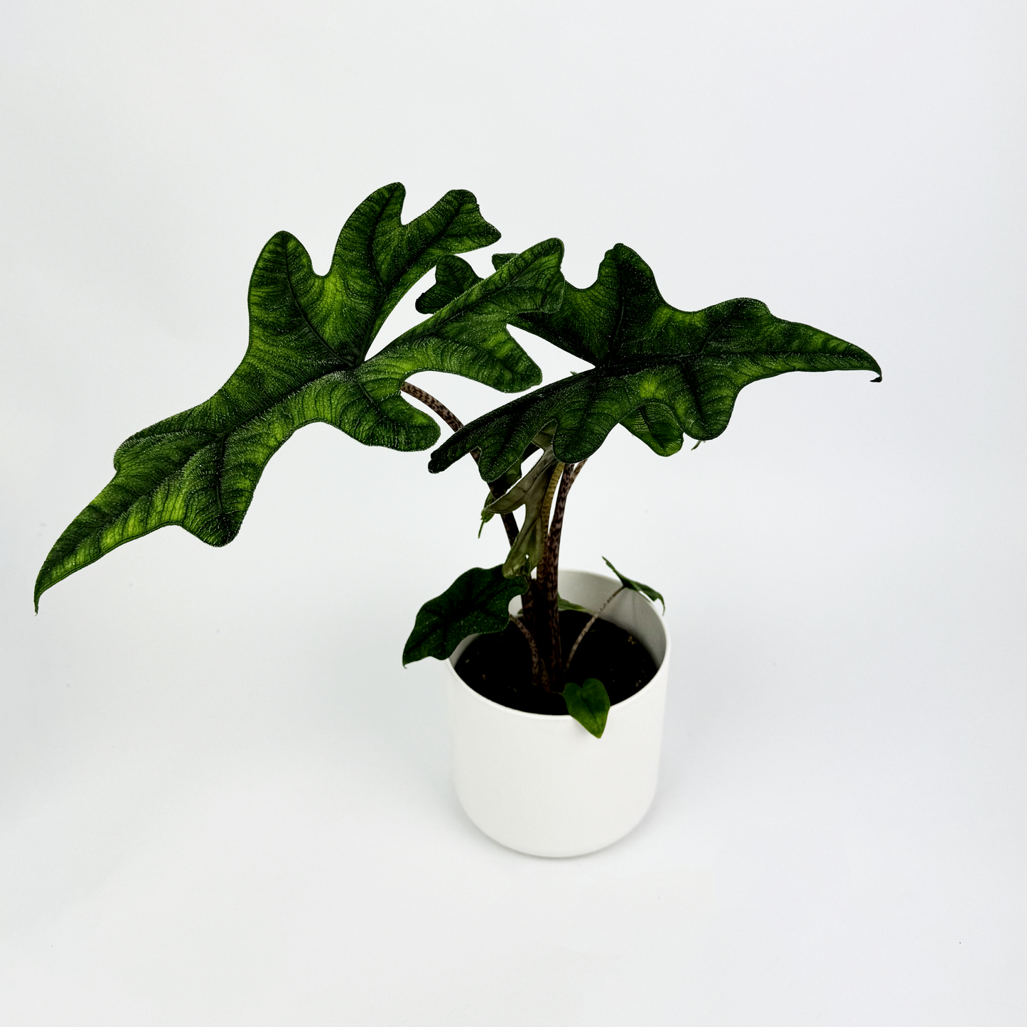 Alocasia Jacklyn Indoor Houseplant - Woodmeadow Garden Centre