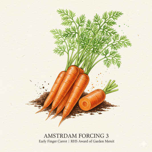 Carrot Seeds - Amsterdam Forcing 3 - The Earliest Finger Carrot (1000 Seeds)