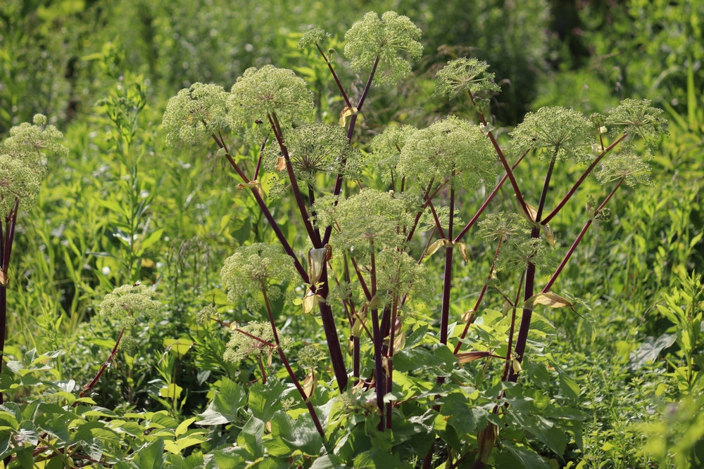Angelica archangelica - Bog Pond Plants - BP007