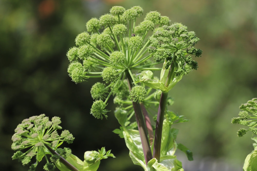 Angelica archangelica - Bog Pond Plants - BP007