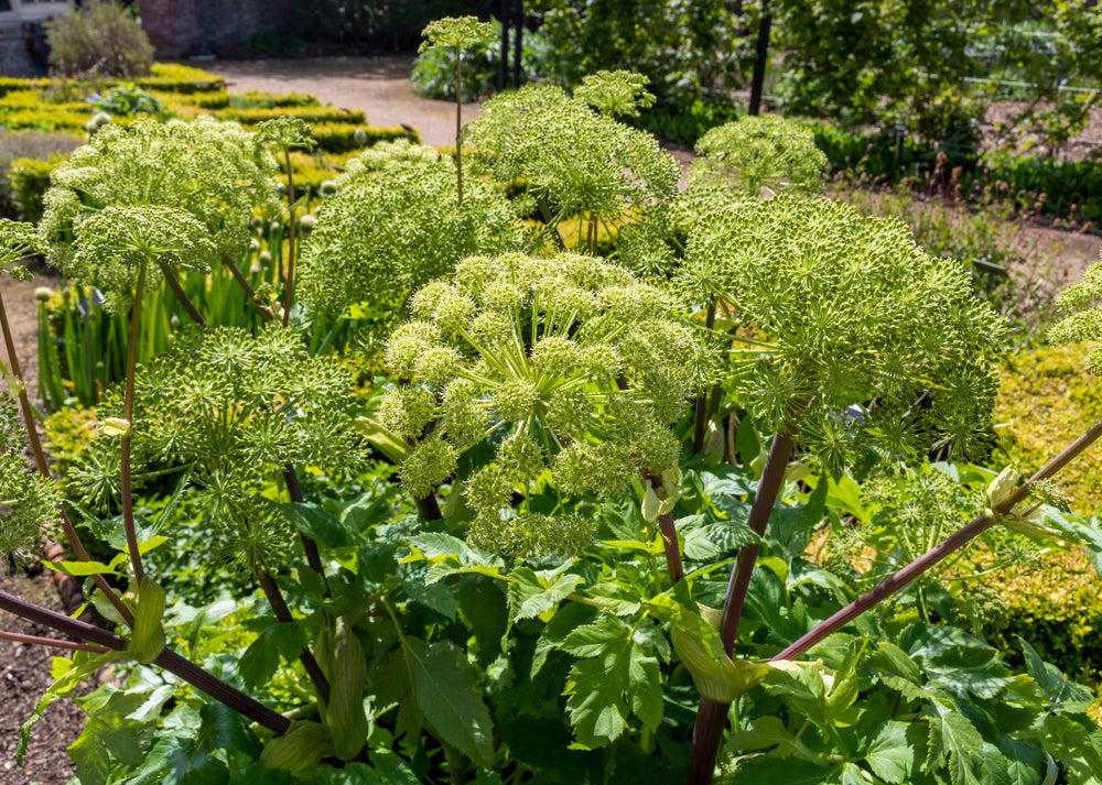 Angelica archangelica - Bog Pond Plants - BP007