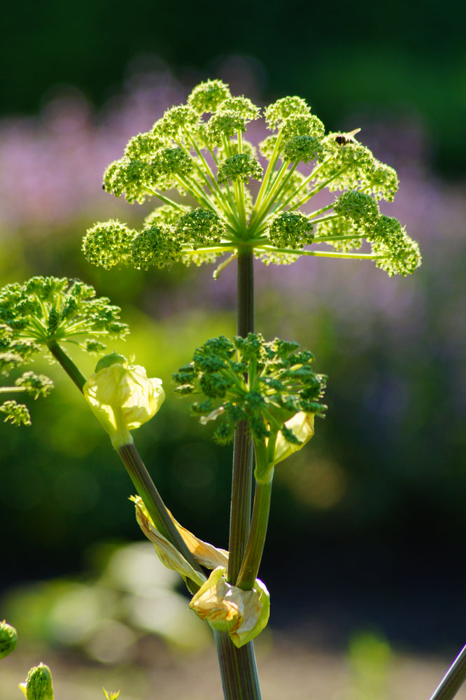 Angelica archangelica - Bog Pond Plants - BP007