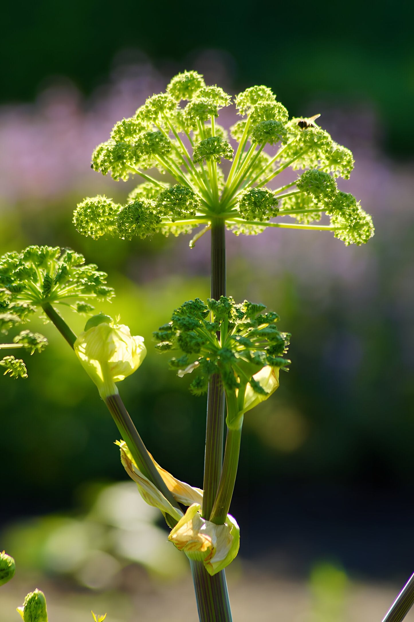 Angelica archangelica