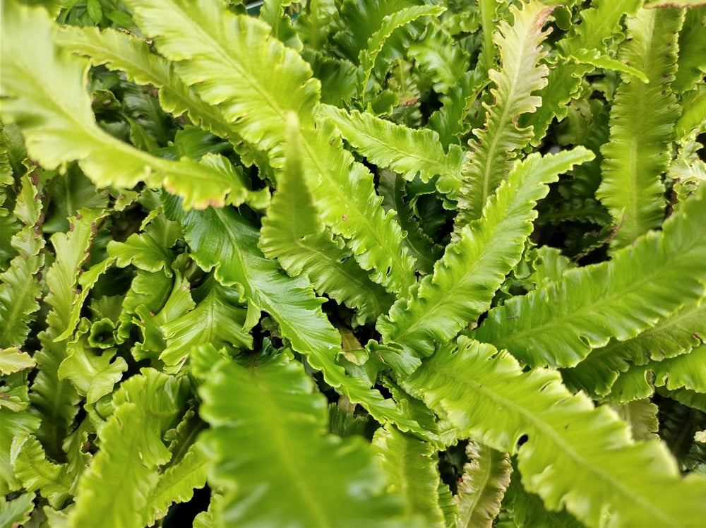 Asplenium scolopendrium angustatum - Bog Pond Plants - BP011