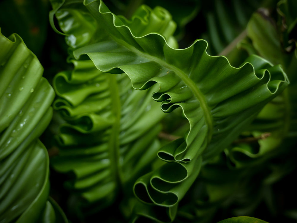 Asplenium scolopendrium angustatum - Bog Pond Plants - BP011