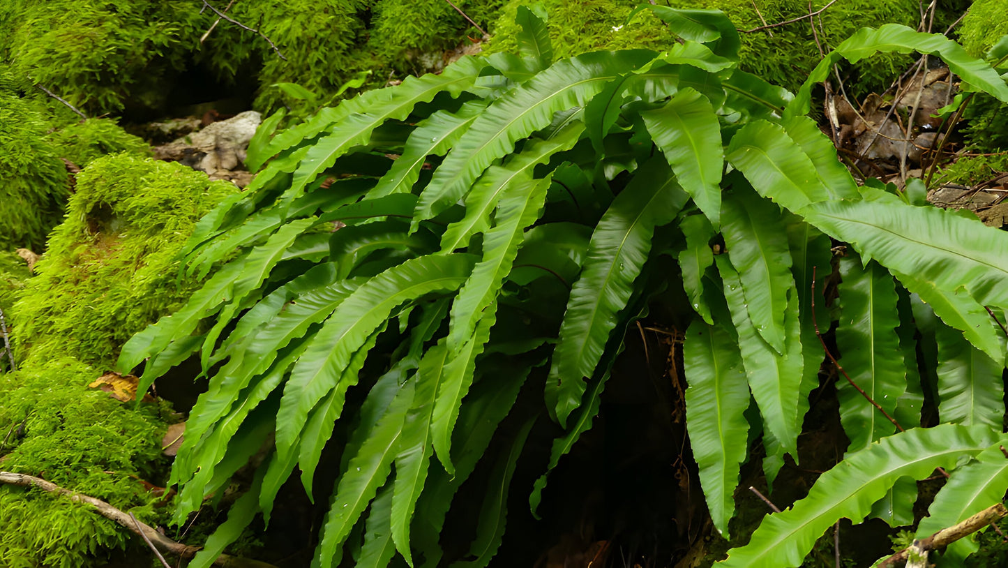 Asplenium scolopendrium angustatum