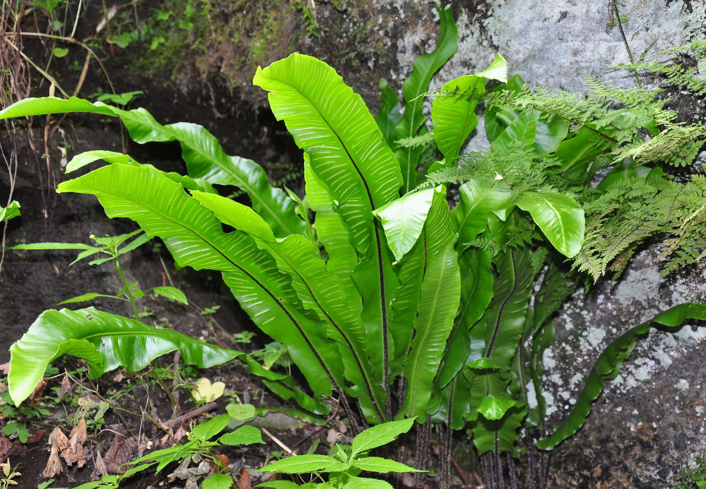 Asplenium scolopendrium angustatum - Bog Pond Plants - BP011