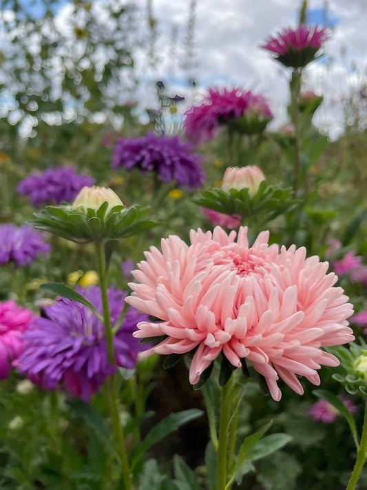 Aster Peony Mix