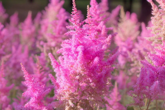 Astilbe Pink (Erika)