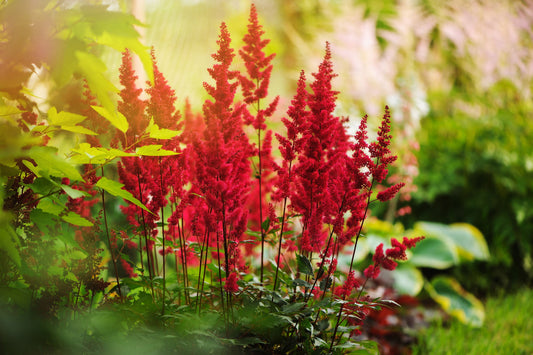 Astilbe 'Red Baron' (False goat's beard)